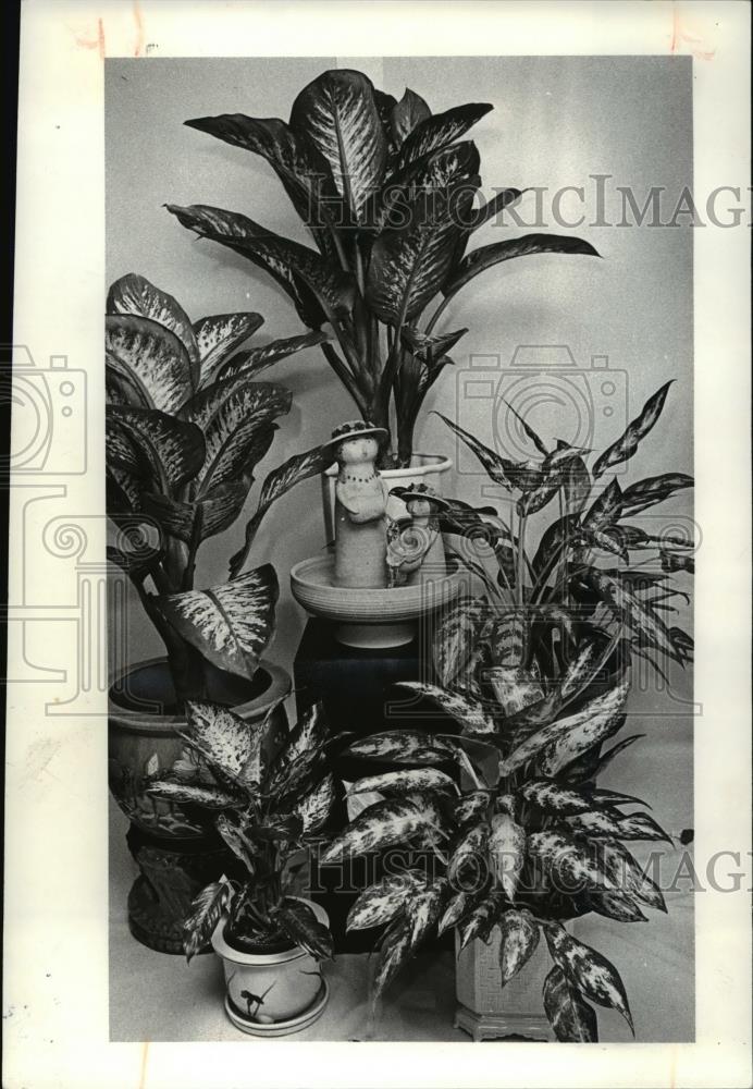 1980 Press Photo Flowers & plants Dieffenbachia - Historic Images