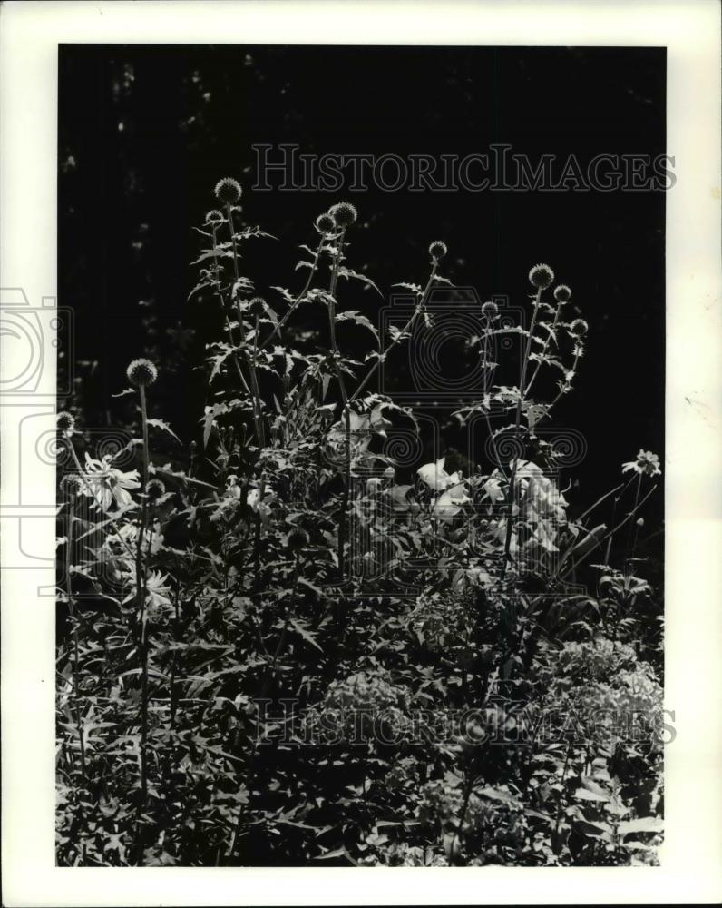 1985 Press Photo Globe Thistle Plant At Garden of Bruce &amp; Doris Kennedy - Historic Images