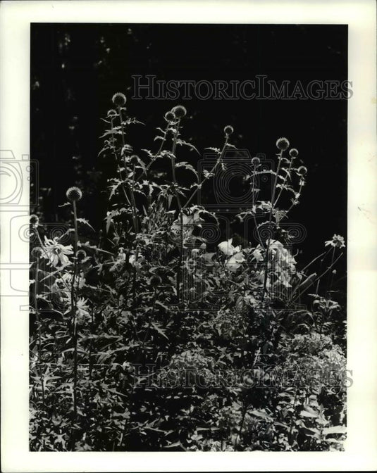 1985 Press Photo Globe Thistle Plant At Garden of Bruce & Doris Kennedy - Historic Images