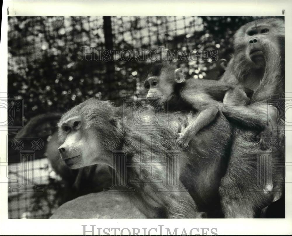 1987 Press Photo The Baboons at the Cleveland Metroparks Zoo - Historic Images