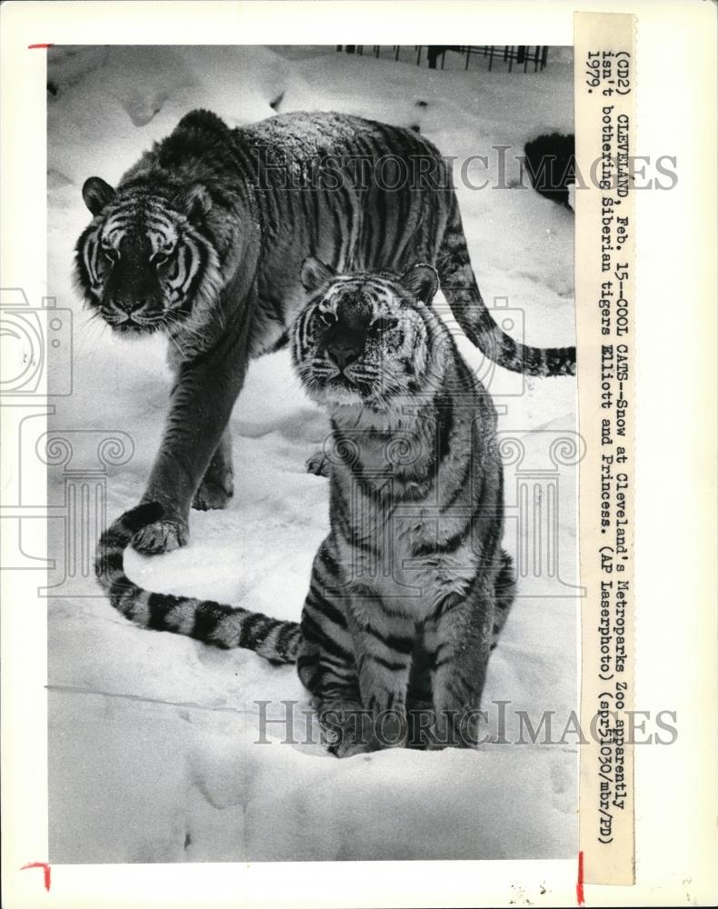 1979 Press Photo The Siberian tigers, Elliott and Princess - Historic Images