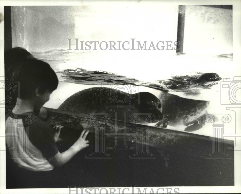 1982 Press Photo Michael Rafferty with the seals at the Cleveland Aquarium - Historic Images