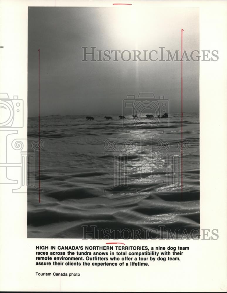 1987 Press Photo Nine dog team races across the tundra snow in Northern Canada - Historic Images
