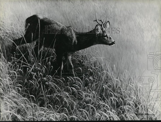 1986 Press Photo Roe Deer in Morning Dew - Historic Images
