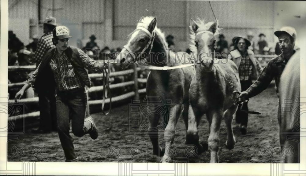 1980 Press Photo Belgian colts being shown at Burton auction - Historic Images