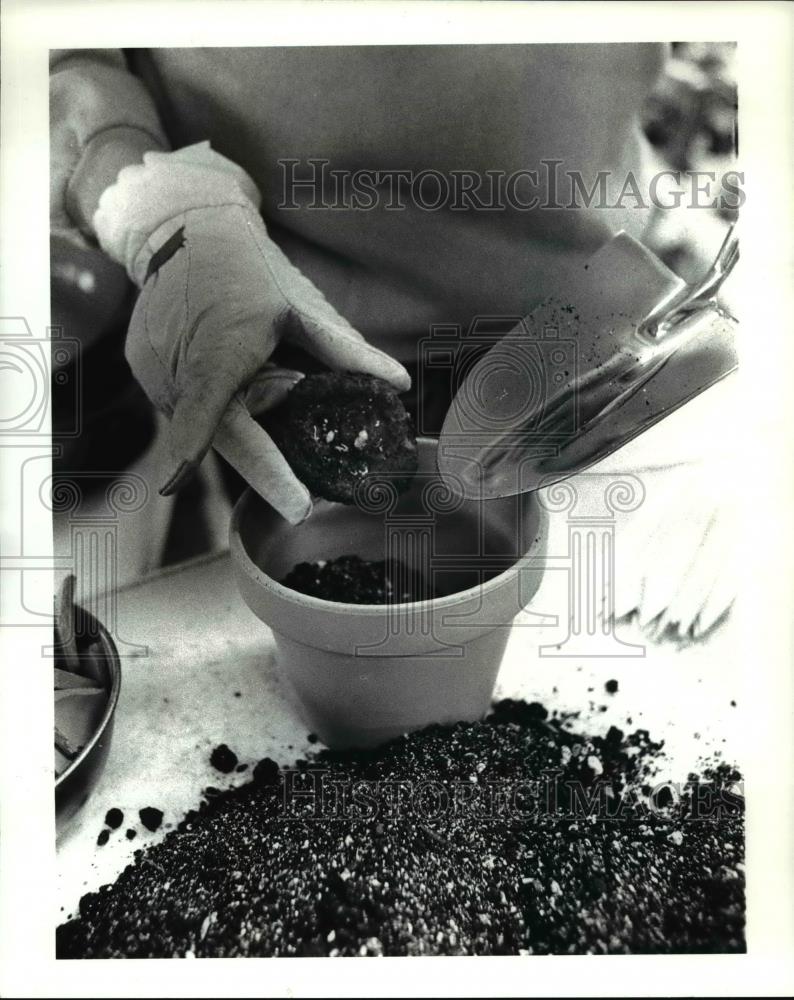 1985 Press Photo Potting Tuberous Begonias Wood &amp; Co - Historic Images