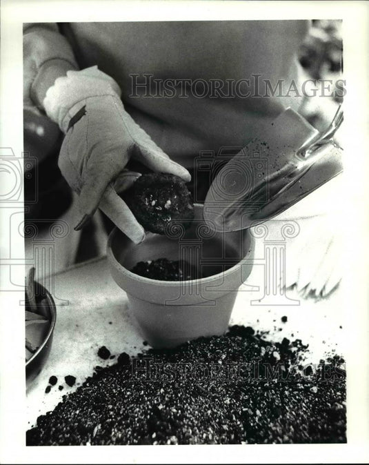1985 Press Photo Potting Tuberous Begonias Wood & Co - Historic Images