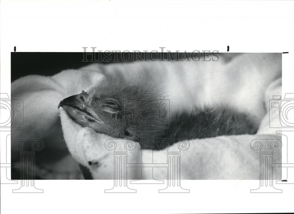 1991 Press Photo Newly hatched Eaglet takes the needed rest inside its bowl bed - Historic Images