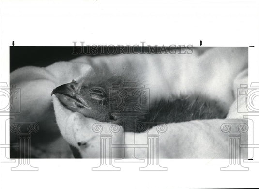 1991 Press Photo Newly hatched Eaglet takes the needed rest inside its bowl bed - Historic Images