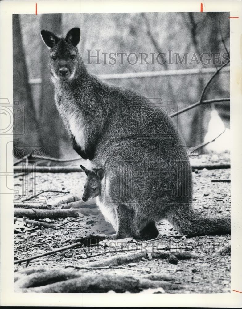 1978 Press Photo The four months old wallaby at the Cleveland Metro park Zoo - Historic Images