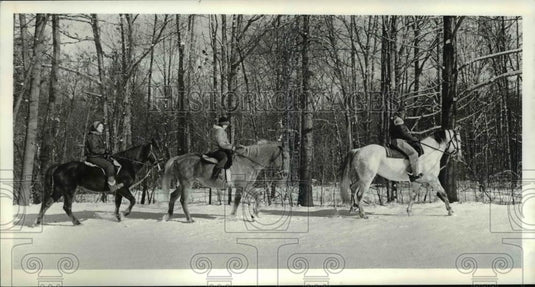 1980 Press Photo Horses - Historic Images