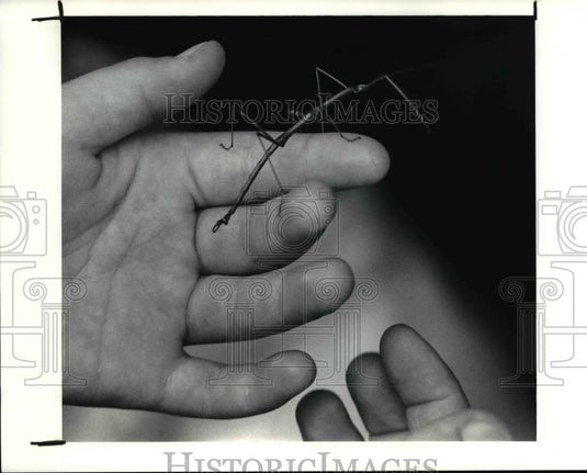 1990 Press Photo Walking Stick found in the ground of Penitenary Glen Metrpark. - Historic Images
