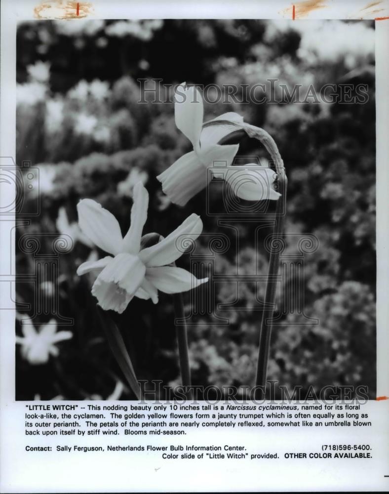 1993 Press Photo Narcissus Cyclamineus - Historic Images