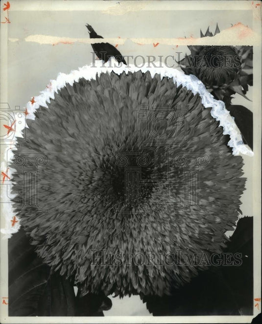 1976 Press Photo Sungold sunflower, double mum-flowered form - Historic Images