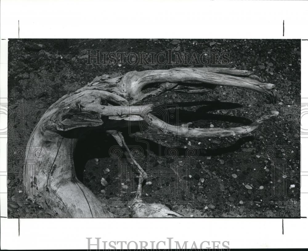 1989 Press Photo A unique shaped drift wood - Historic Images