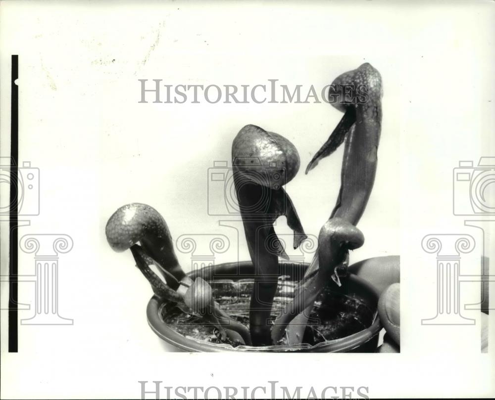 1985 Press Photo Closeups of carnivorous plants &amp; completed terratium Cobra Lily - Historic Images