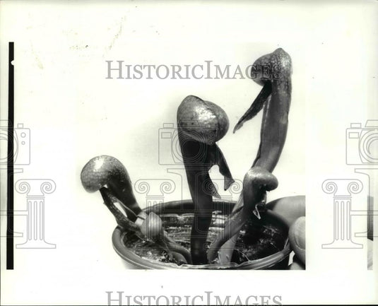 1985 Press Photo Closeups of carnivorous plants & completed terratium Cobra Lily - Historic Images