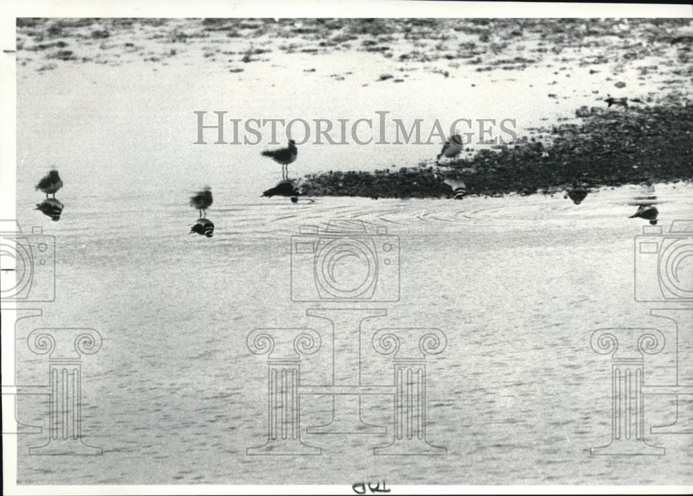 1982 Press Photo The birds at the Killdeer plains in Wildlife area - Historic Images