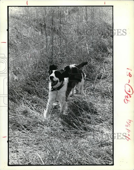 1979 Press Photo Spaniels Agatha - Historic Images