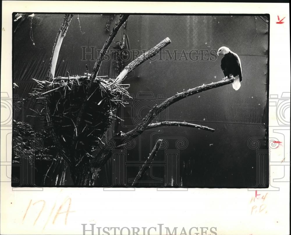 1979 Press Photo Martha, the bald eagle at her nest - Historic Images