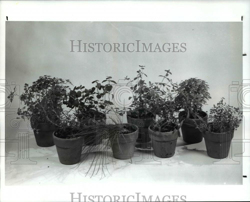 1995 Press Photo Potted herbs Chevril, Oregano, Majoram, and Basil - Historic Images