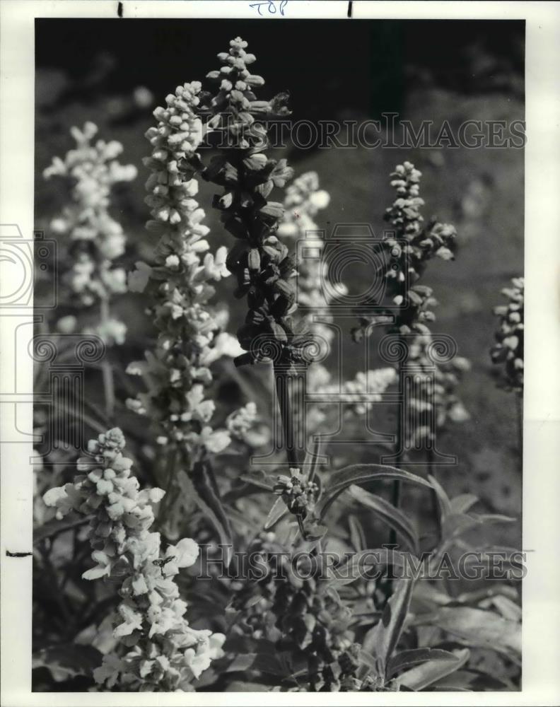 1987 Press Photo Salvia Farinacea - Historic Images