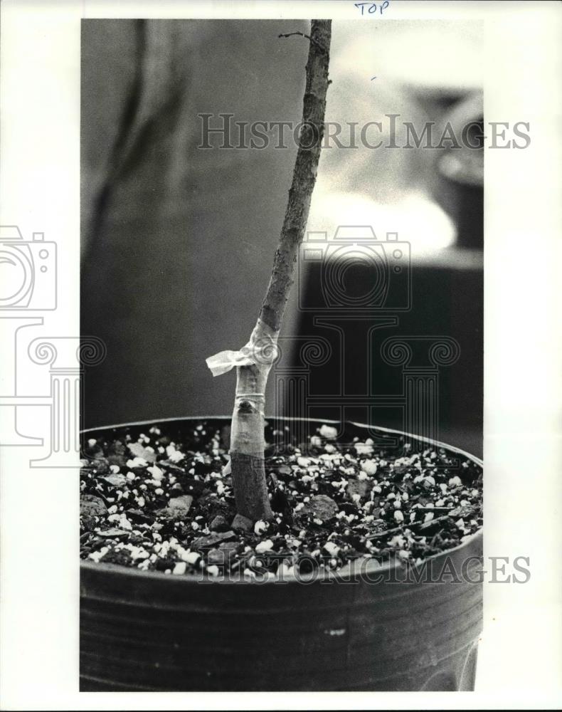 1987 Press Photo Plant propagation - 531 - Historic Images