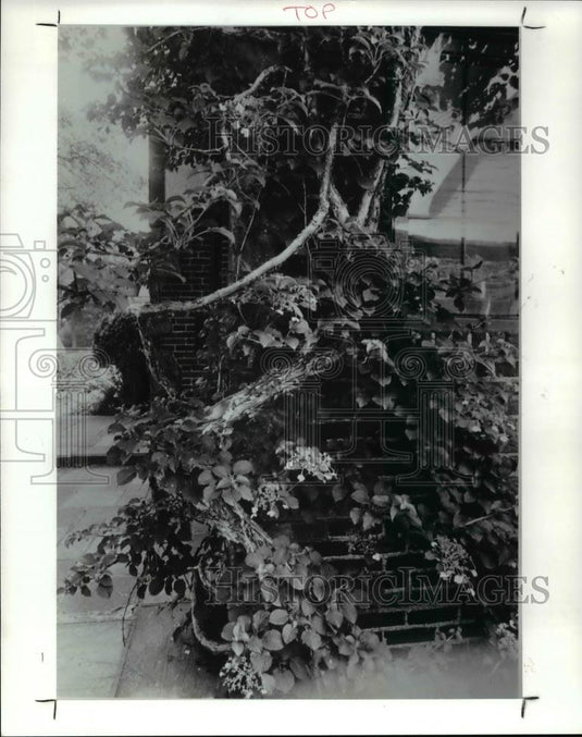 1987 Press Photo Clinbuig Cydraugea - Historic Images