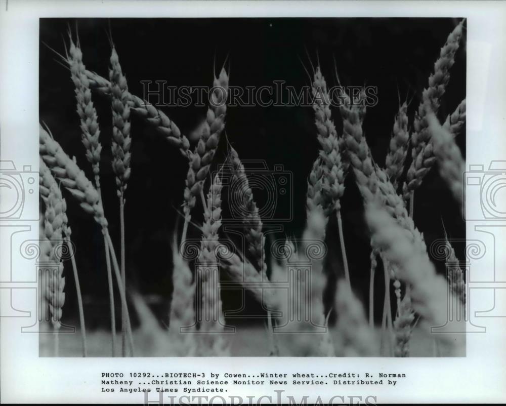 1982 Press Photo Winter Wheat - Historic Images