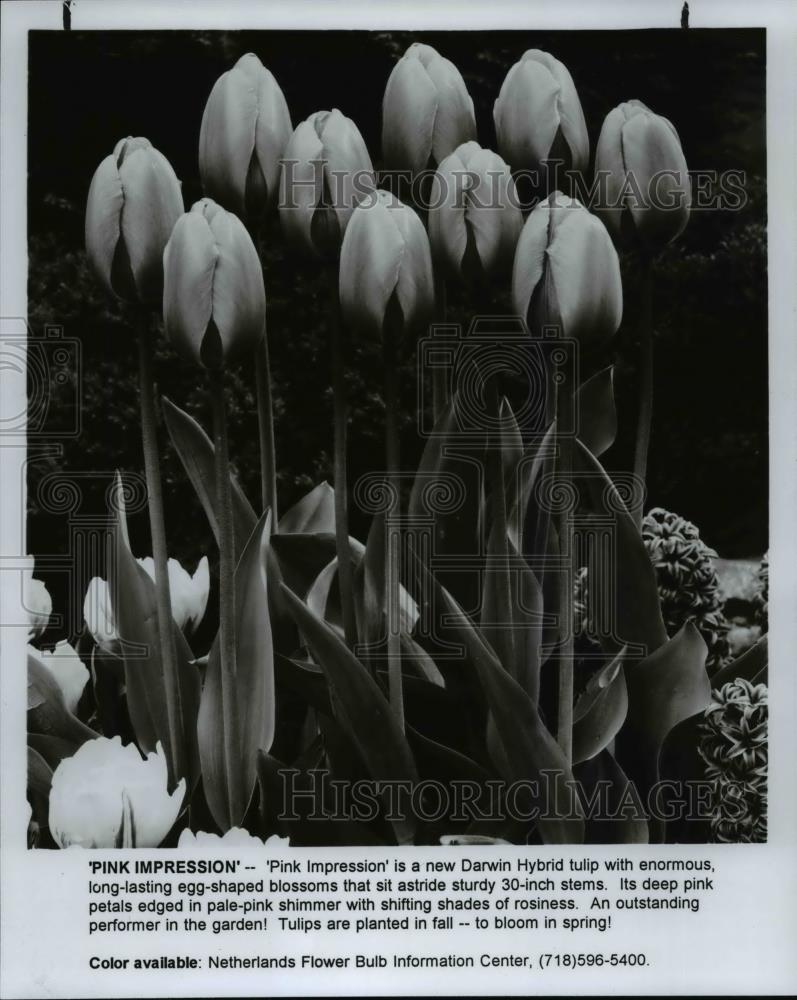 1993 Press Photo Pink Impression Darwin Hybrid Tulip - Historic Images