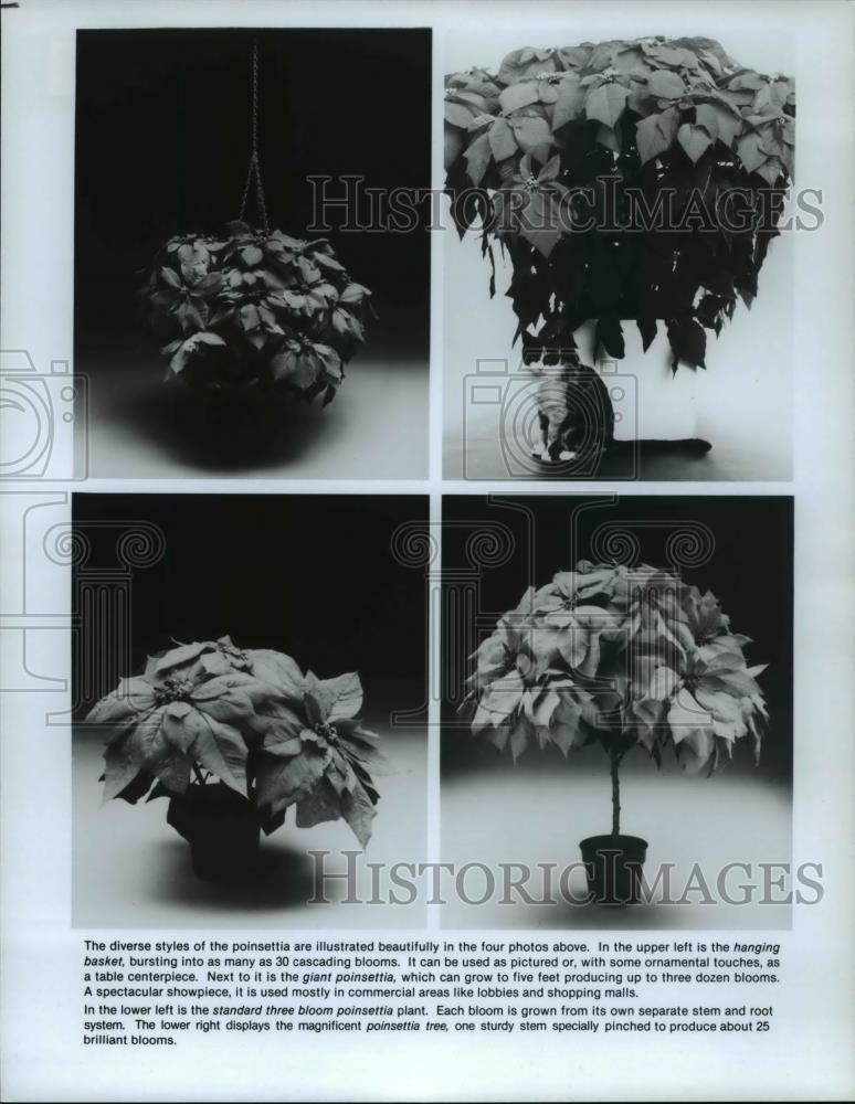 1993 Press Photo Flowers Poinsettia - Historic Images