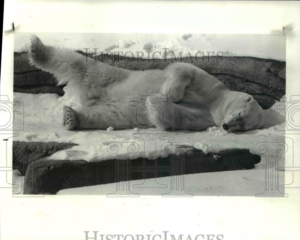 1983 Press Photo The polar bear at the Cleveland Metro Parks Zoo - Historic Images