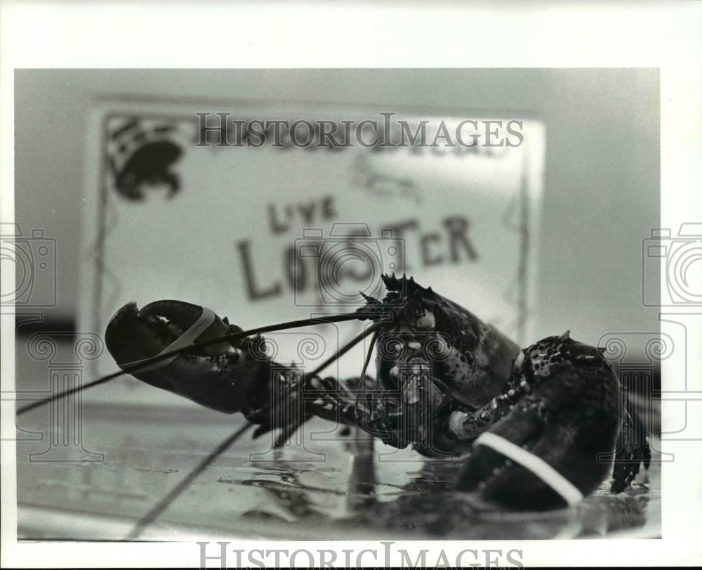 1985 Press Photo Lobster - cva69044 - Historic Images