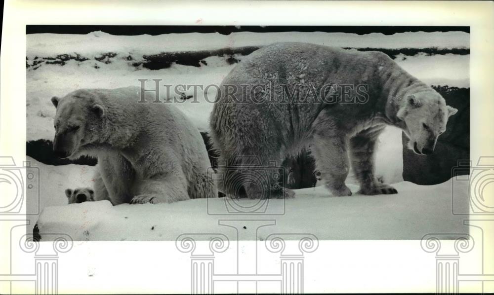 1982 Press Photo The bears at the Cleveland Metro parks Zoo - Historic Images