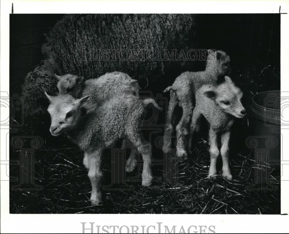 1991 Press Photo Four one day old lambs at the Lake Farmpark - Historic Images
