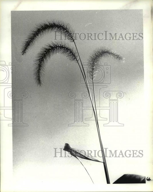 1985 Press Photo Foxtail Grass Plants - Historic Images