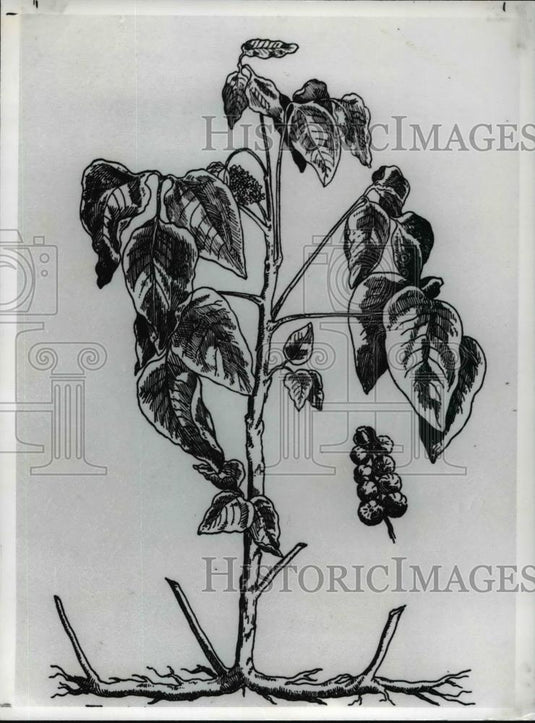1977 Press Photo Poison Ivy - Historic Images