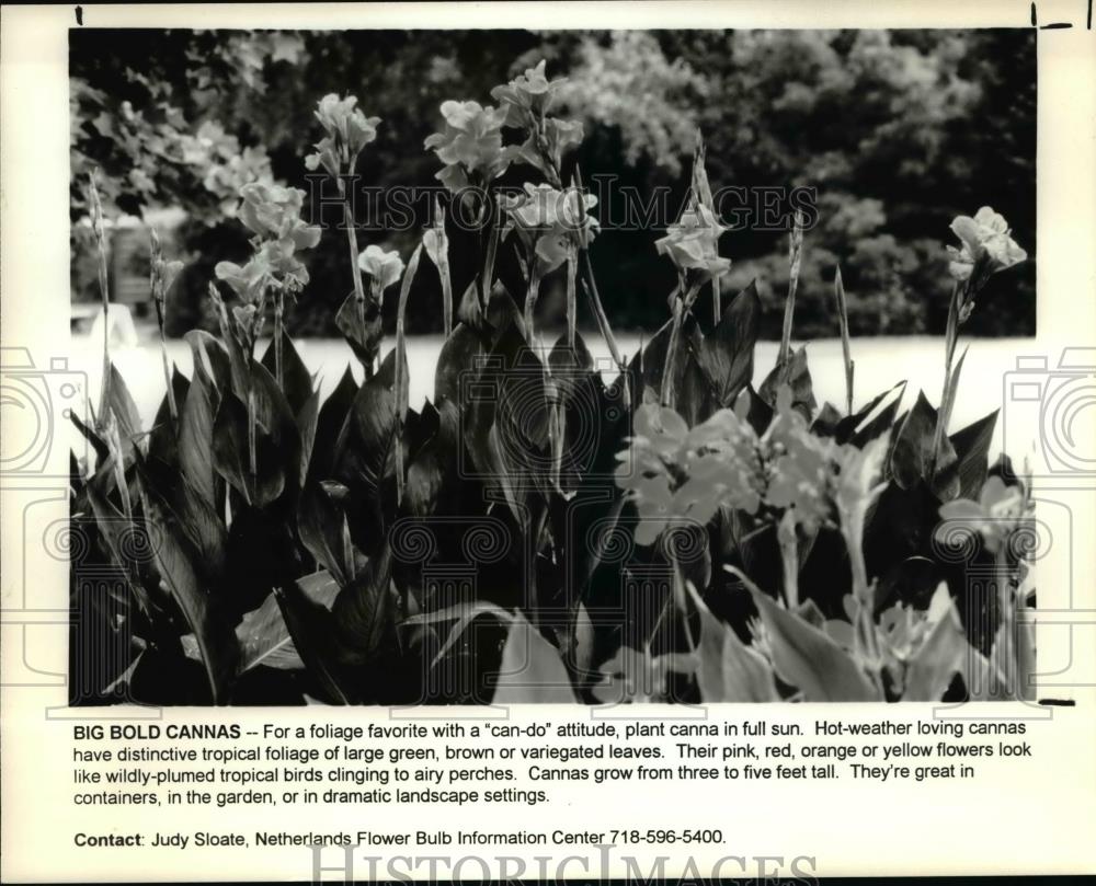 1996 Press Photo Hot-weather loving cannas with tropical foliage of green leaves - Historic Images