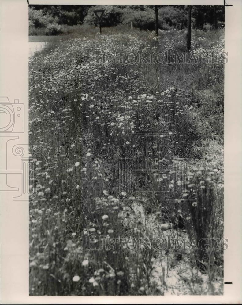 1990 Press Photo Wildflowers - Historic Images