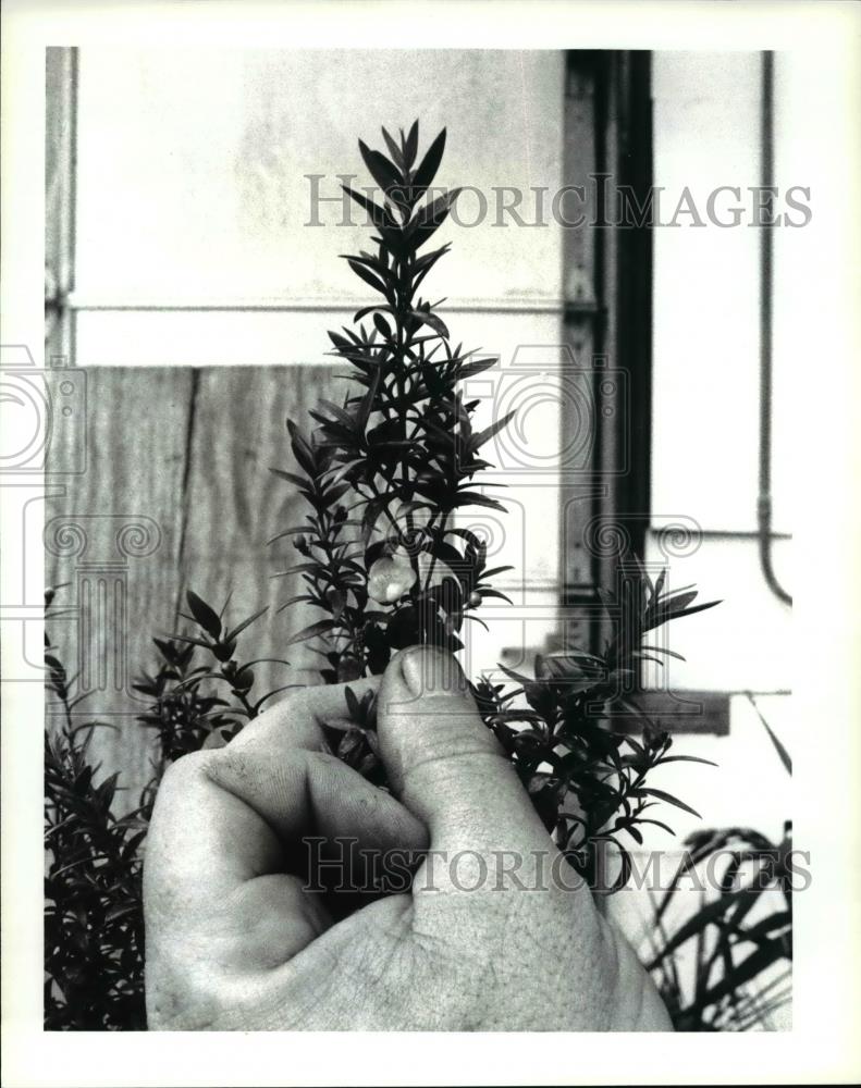 1988 Press Photo Myrtus, for garden center spring show Blossom Basket Newbury O. - Historic Images