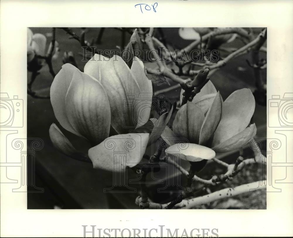 1985 Press Photo The varieties of wild flowers and daffodils - Historic Images