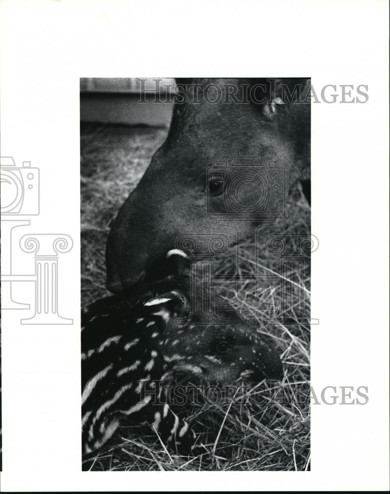 1991 Press Photo The first Tapir to be born at the Metro park Zoo - Historic Images