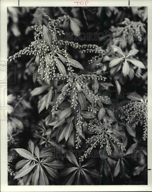 1987 Press Photo Pieris japonica, plants with winter interest - Historic Images