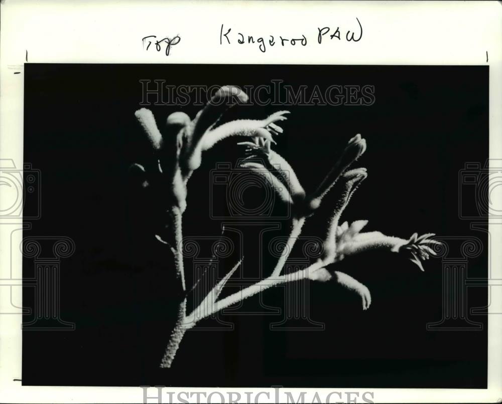 1990 Press Photo Kangaroo Paw - Historic Images