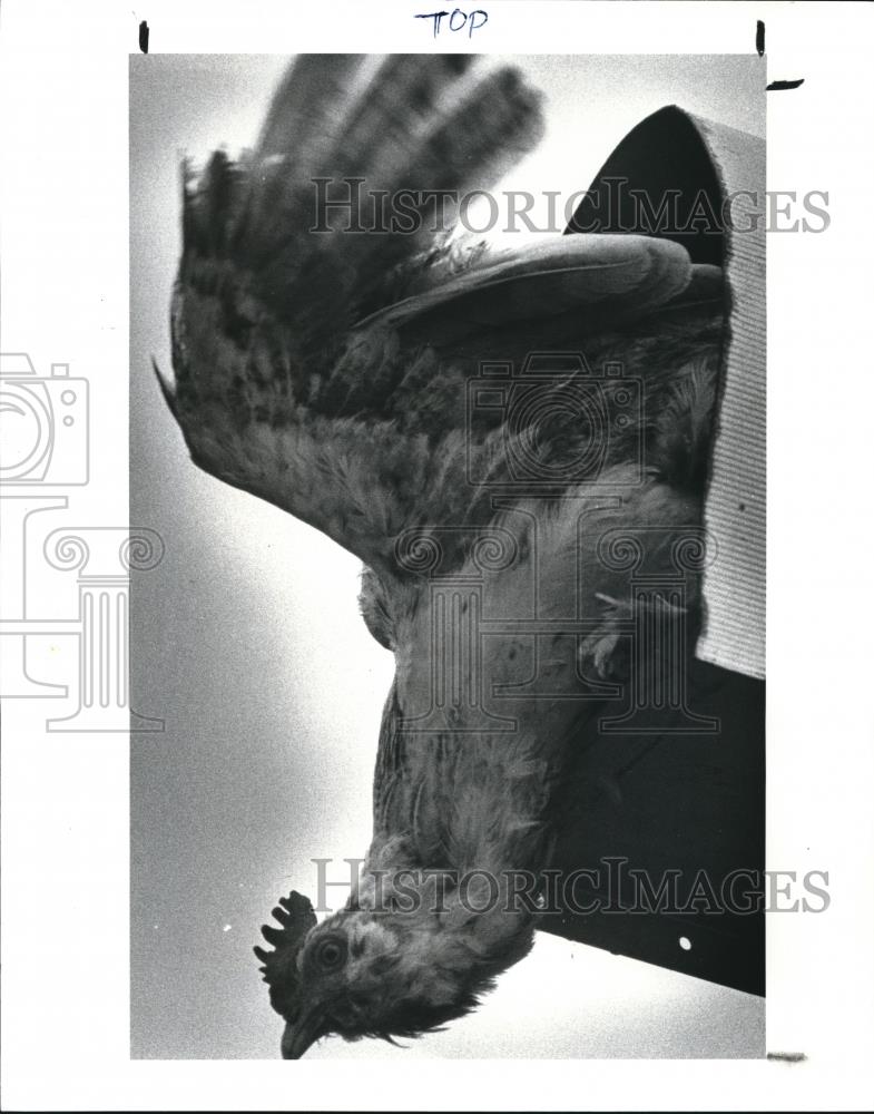 1982 Press Photo Burton Fair Grounds Chicken flying contest - Historic Images