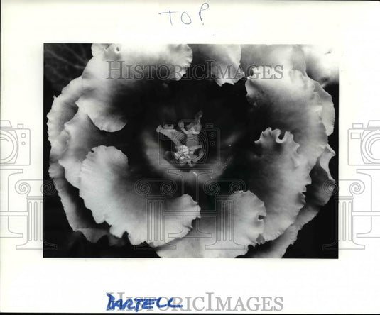 1985 Press Photo The Brazilian herb - Historic Images
