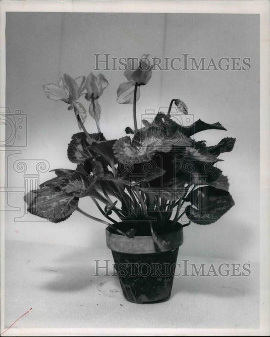 1978 Press Photo Cyclamen Flowers - Historic Images