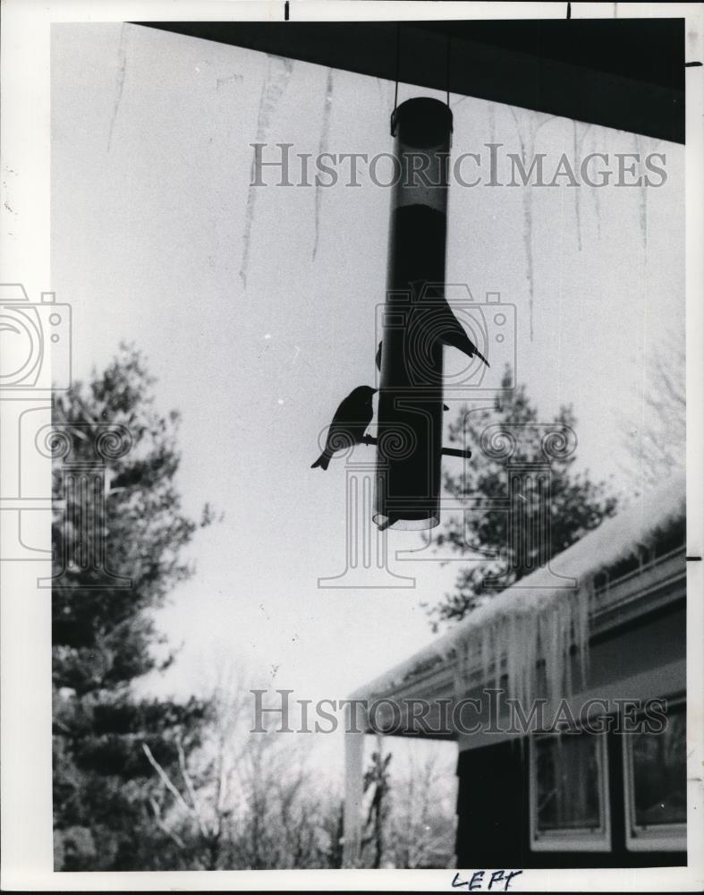 1978 Press Photo Golden Finch Feeder - Historic Images