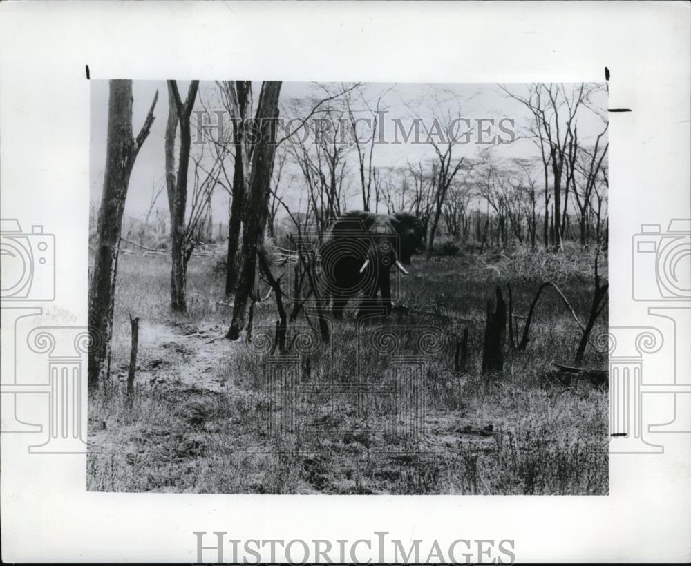 1980 Press Photo This pacydrm was photographed in Luangwa Valley National Park - Historic Images