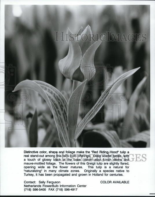 1994 Press Photo The Red Riding Hood tulip - Historic Images